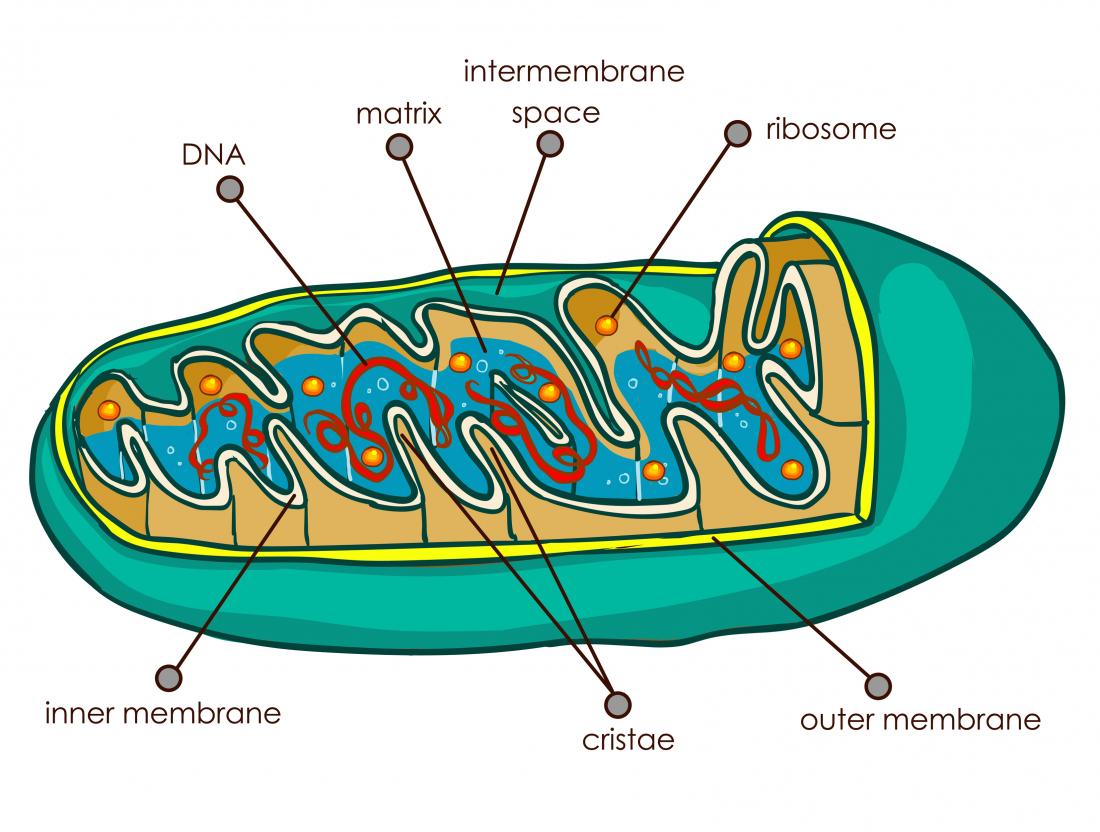 A basic diagram of a mitochondrion