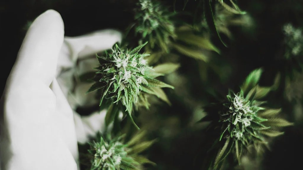 a gloved hand touching a hemp of cannabis plant that can be used to produce CBD oil